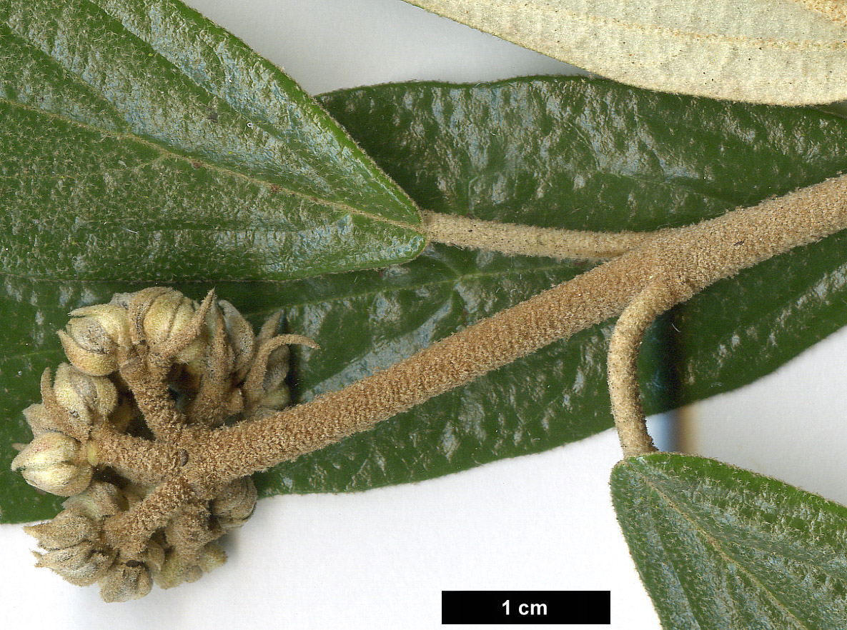 High resolution image: Family: Adoxaceae - Genus: Viburnum - Taxon: 'Pragense' (V.rythidophyllum × V.utile)